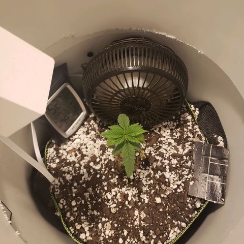 Gelato growlog photo: Watered today with honey and a small amount of cal mag. Used a pinch of spring water to bring ph up a teeny bit