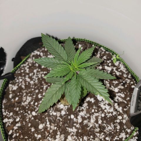 Gelato growlog photo: She showing lots of new growth! Started a little LST tonight to get some growth on lower bud sites