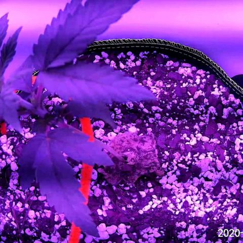 Gelato growlog photo: She showing lots of new growth! Started a little LST tonight to get some growth on lower bud sites