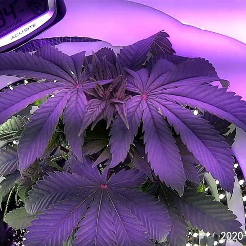 Gelato growlog photo: New tops are starting to come in. Added one spacer to bucket last night as well. 