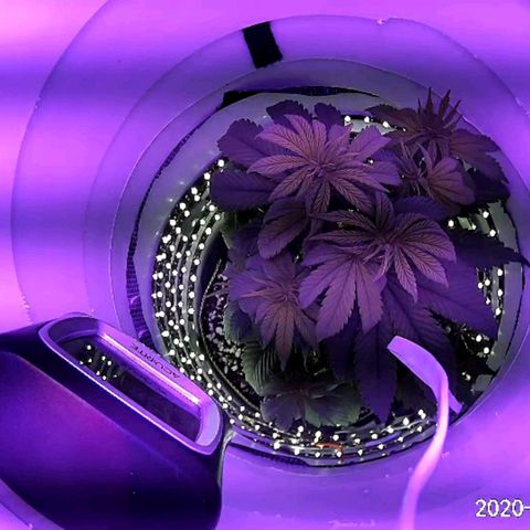 Gelato growlog timeline photo