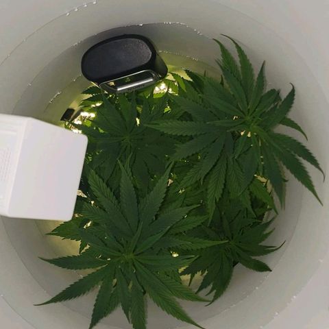 Gelato growlog timeline photo