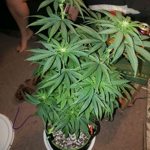 Gelato growlog timeline photo