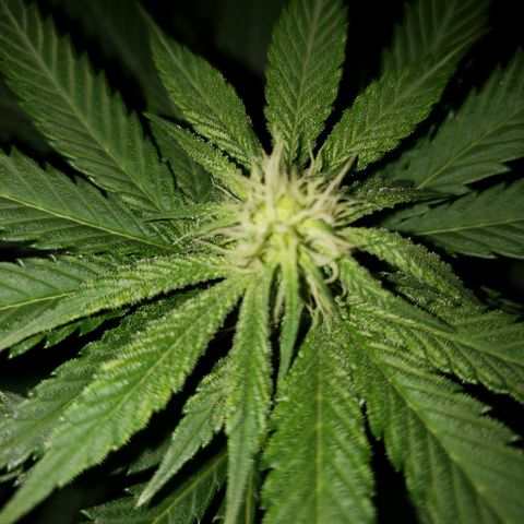 Gelato growlog photo: Looking good! Trichs are coming in. Unfortunately snapped a top... trying to heal her but it doesn't look like it working