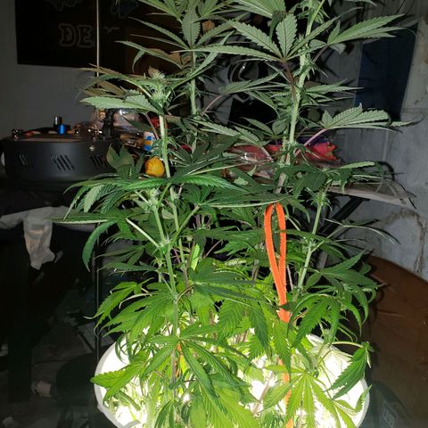 Gelato growlog photo: Looking good! Trichs are coming in. Unfortunately snapped a top... trying to heal her but it doesn't look like it working