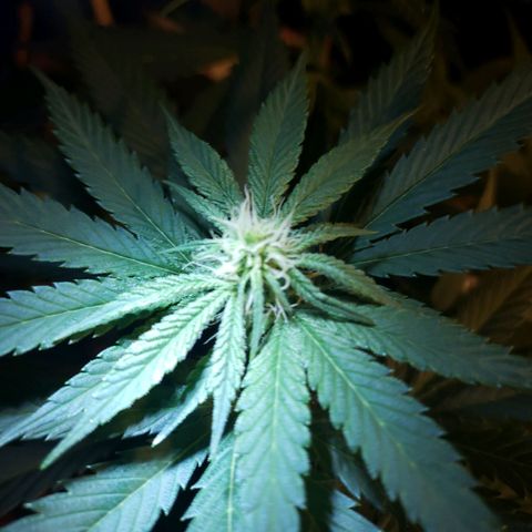 Gelato growlog photo: Looking good! Trichs are coming in. Unfortunately snapped a top... trying to heal her but it doesn't look like it working