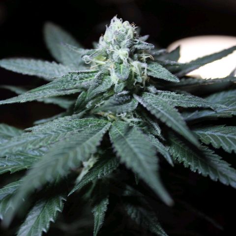 Gelato growlog photo: Took some macro shots. Shes sexy af