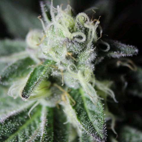 Gelato growlog photo: Took some macro shots. Shes sexy af