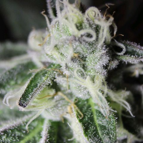 Gelato growlog photo: Took some macro shots. Shes sexy af