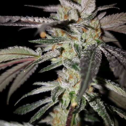 Gelato growlog timeline photo