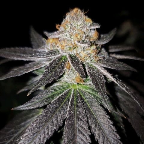 Gelato growlog timeline photo