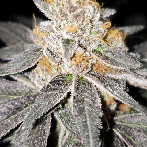 Gelato growlog timeline photo