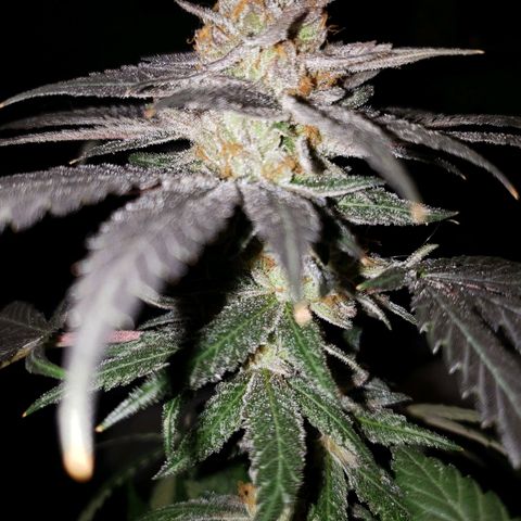 Gelato growlog timeline photo