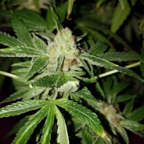 Gelato growlog timeline photo
