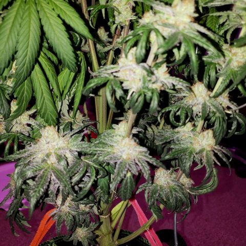 Gelato growlog timeline photo