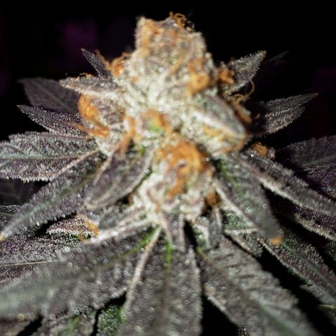 Gelato growlog timeline photo