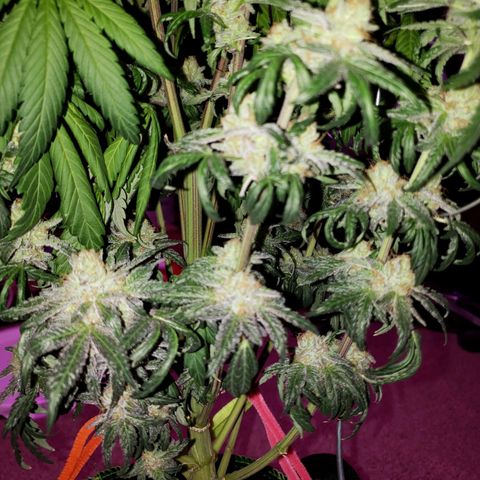 Gelato growlog timeline photo