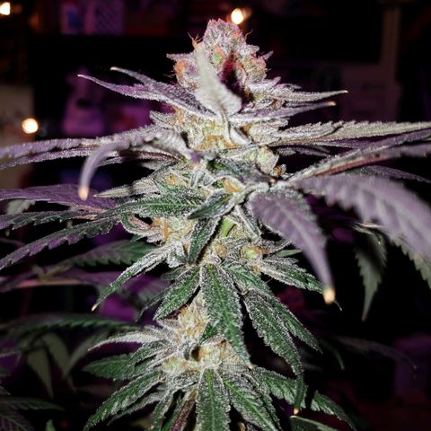 Gelato growlog timeline photo