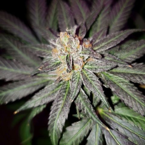 Gelato growlog timeline photo