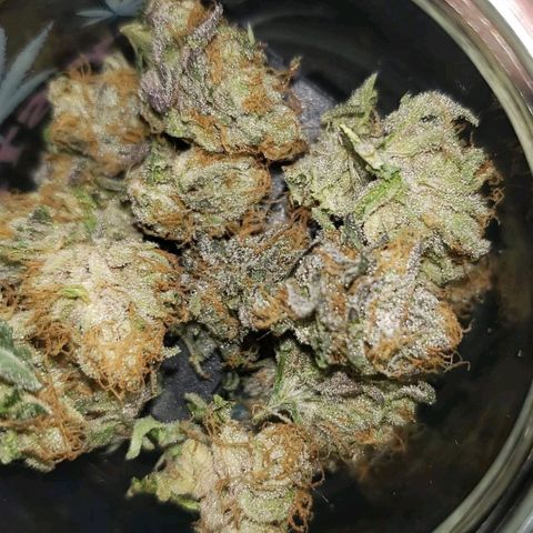Gelato growlog photo: Lil over 28g dry. Nice and sticky id say perfect moisture content. Smells very sweet dank and gassy. Pungent and very terpy. Smooth smoke flavorful and potent. Couldn't be happier. Rosin return was 25% on 4.5gs. 175 temp brought nice color and flavor. 