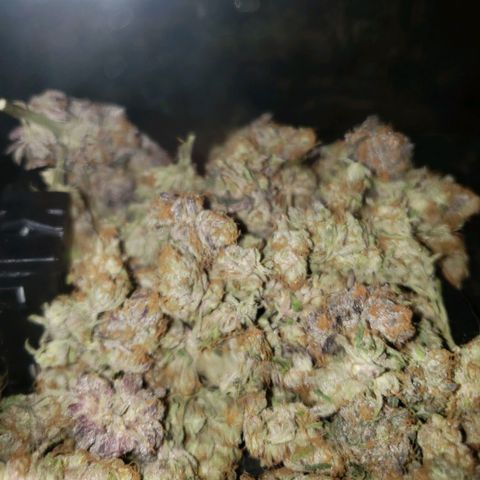 Gelato growlog photo: Lil over 28g dry. Nice and sticky id say perfect moisture content. Smells very sweet dank and gassy. Pungent and very terpy. Smooth smoke flavorful and potent. Couldn't be happier. Rosin return was 25% on 4.5gs. 175 temp brought nice color and flavor. 