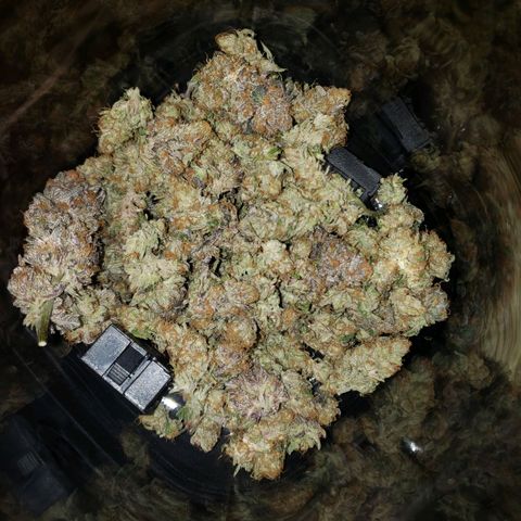 Gelato growlog photo: Lil over 28g dry. Nice and sticky id say perfect moisture content. Smells very sweet dank and gassy. Pungent and very terpy. Smooth smoke flavorful and potent. Couldn't be happier. Rosin return was 25% on 4.5gs. 175 temp brought nice color and flavor. 