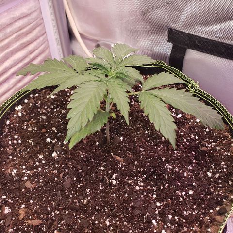 Blueberry growlog timeline photo