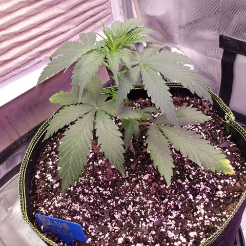 Blueberry growlog photo: After watering and first dose of mag
