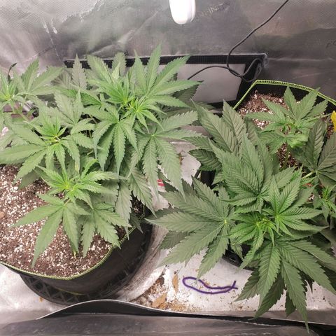 Blueberry growlog photo: After scamp. BB on left PBB on right