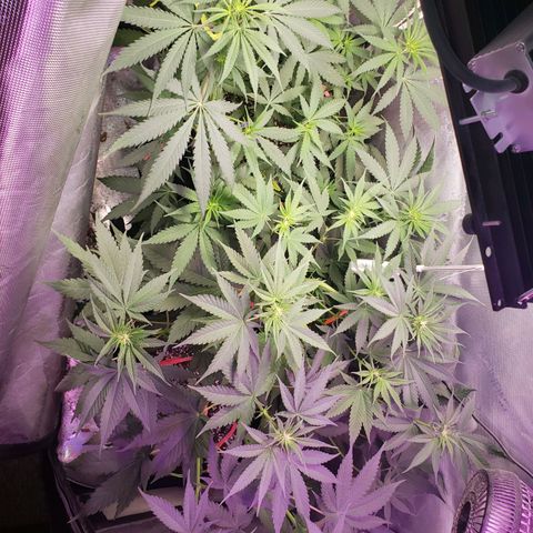 Blueberry growlog timeline photo