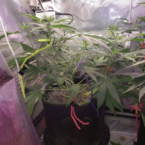 Blueberry growlog timeline photo