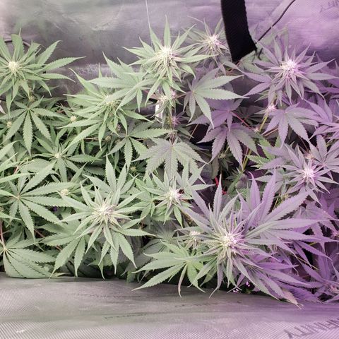 Blueberry growlog timeline photo