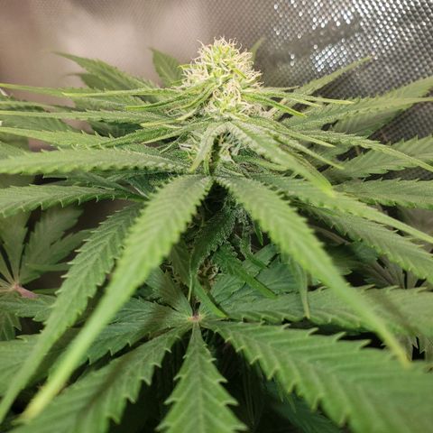 Blueberry growlog timeline photo