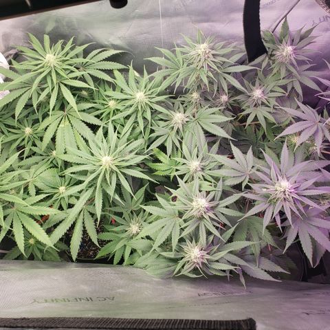Blueberry growlog timeline photo
