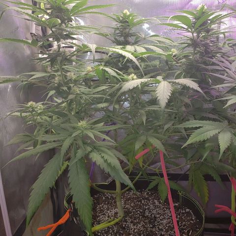 Blueberry growlog timeline photo