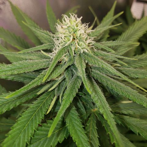 Blueberry growlog timeline photo