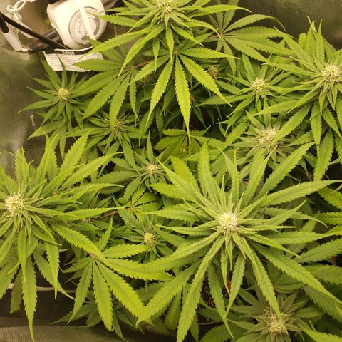 Blueberry growlog timeline photo