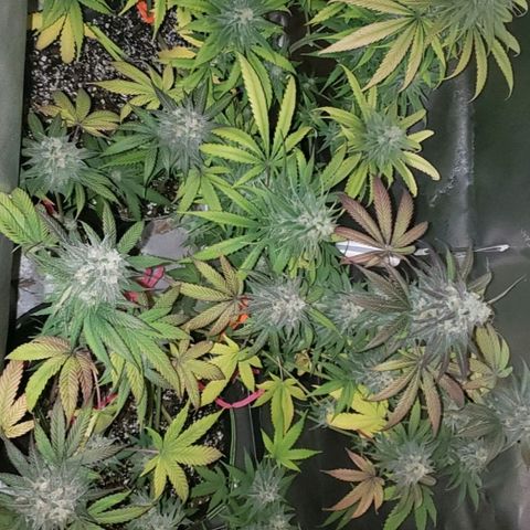 Blueberry growlog timeline photo