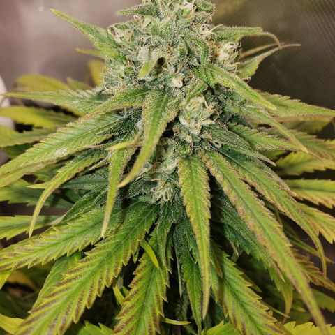 Blueberry growlog timeline photo