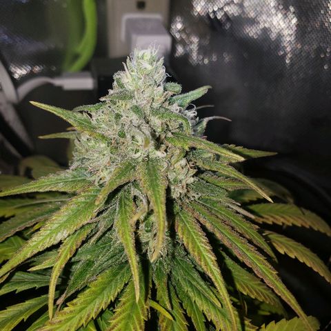 Blueberry growlog timeline photo
