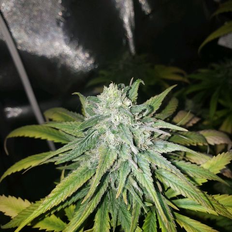 Blueberry growlog timeline photo