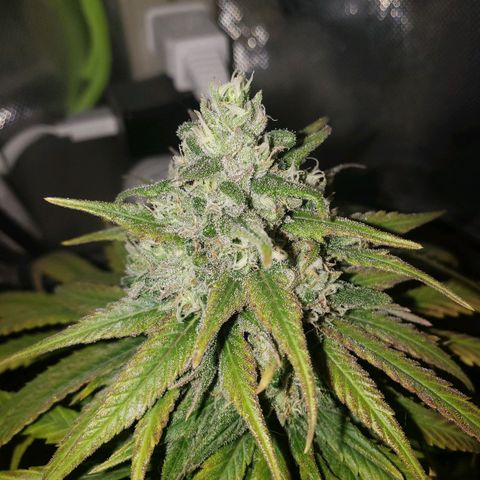 Blueberry growlog timeline photo