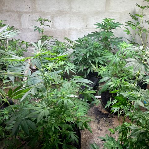 Unknown strain growlog photo: 4 week veg