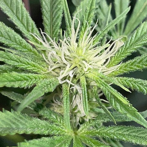 Unknown strain growlog photo: 4 week veg