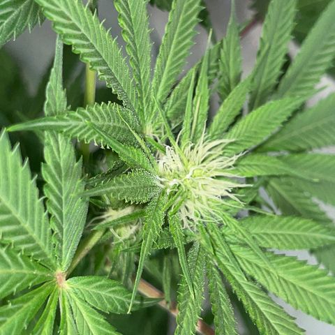 Unknown strain growlog photo: 4 week veg