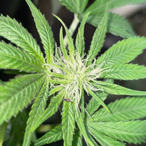Unknown strain growlog photo: 4 week veg