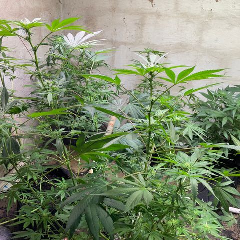 Unknown strain growlog photo: 4 week veg