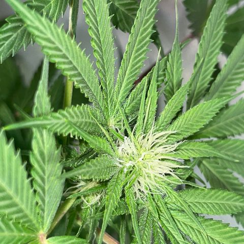 Unknown strain growlog photo: 4 week veg