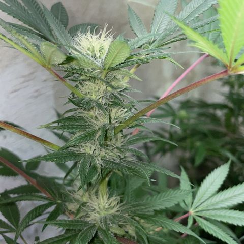 Unknown strain growlog timeline photo