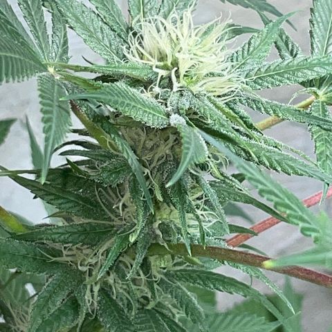 Unknown strain growlog timeline photo